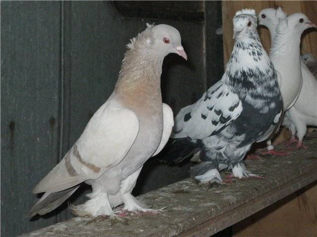 Бакинские голуби: описание, разновидности, содержание