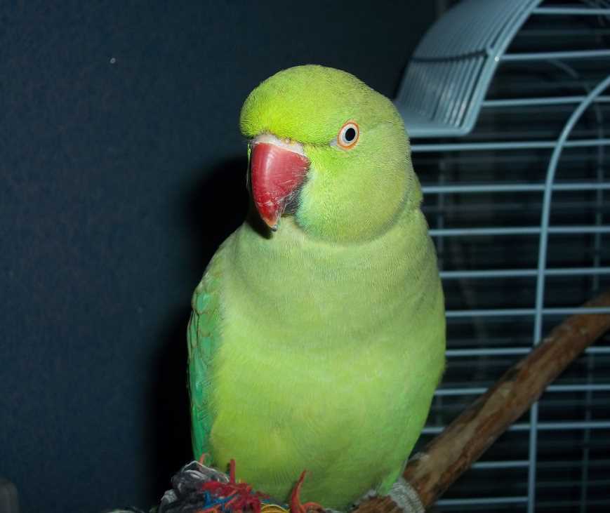 Ожереловый попугай: описание, виды, условия содержания