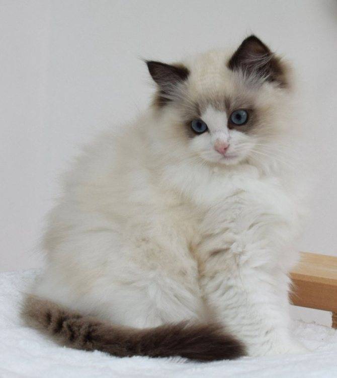 Рагамаффин: подробное описание породы кошек с фото и видео