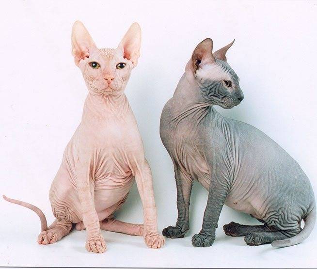 Донской сфинкс: описание породы, характер и внешность кошек