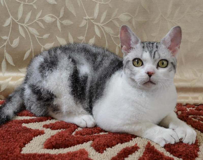 Американская жесткошерстная кошка: описание породы, 14 фото