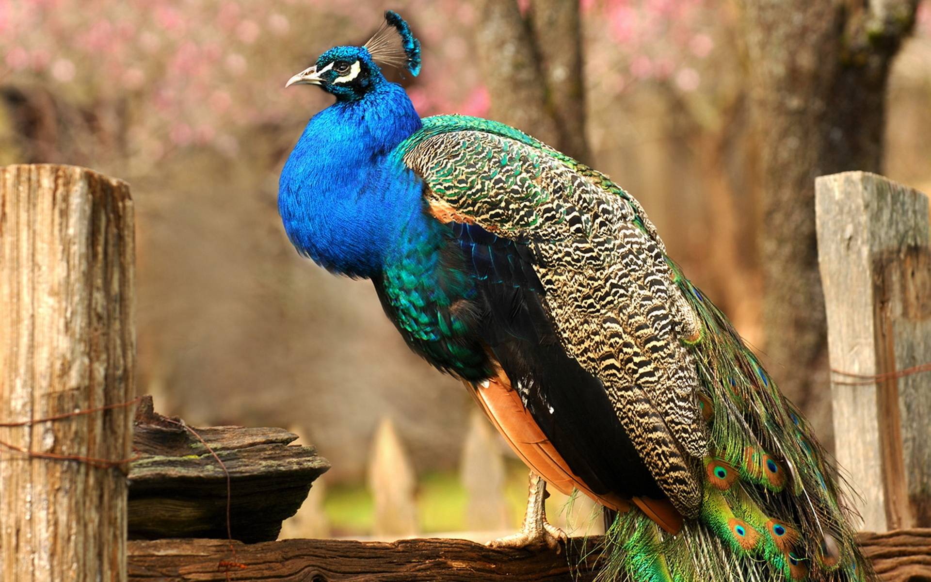 Певчие птицы, их названия, особенности, виды и фото | живность.ру
