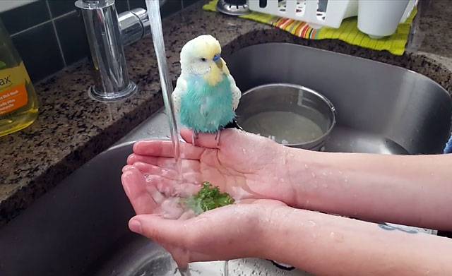 Как искупать попугая – волнистика, как приучить к воде