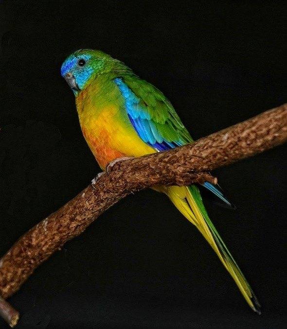 Травяной попугай: лазурный, золотистобрюхий, глянцевый, элегантный, фото