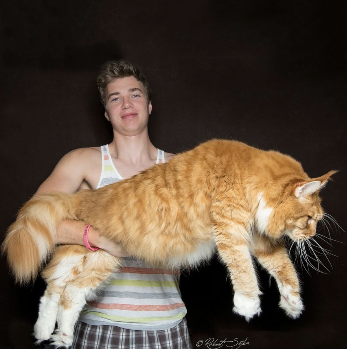 Топ-10 самых больших кошек в мире: описание и фото