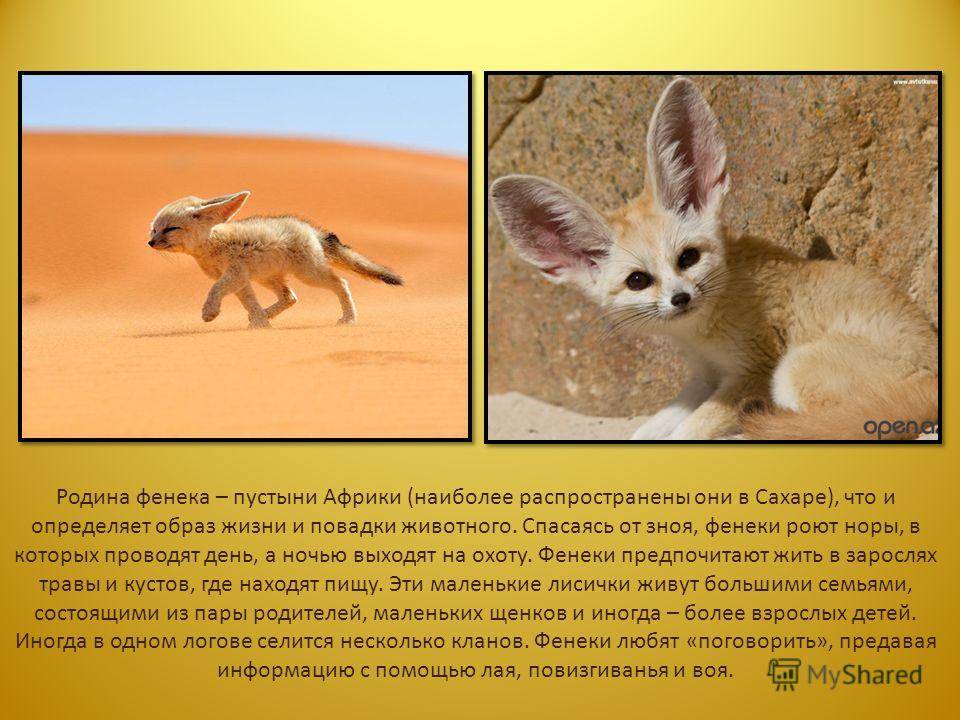 Лисица фенек или пустынная лиса - животный мир