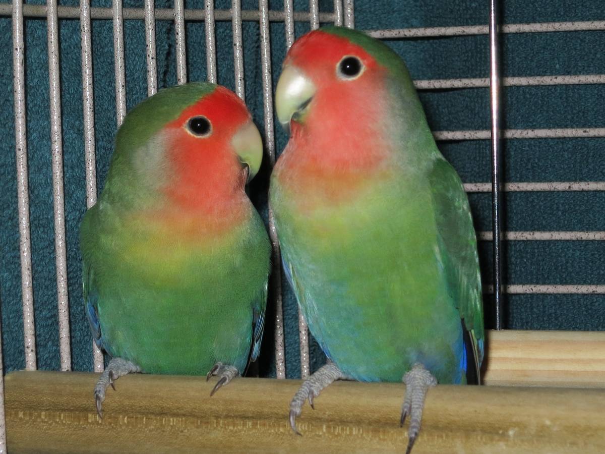 Попугаи-неразлучники: уход и содержание в домашних условиях
