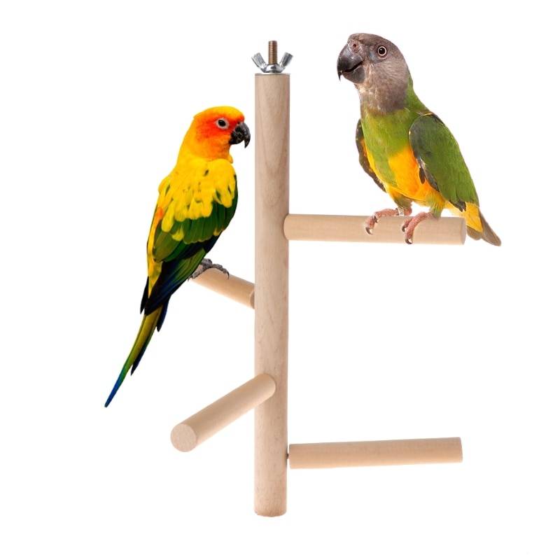 Как обработать дерево для попугая. какие ветки можно давать попугаям? правильное расположение и крепление жёрдочек в клетке