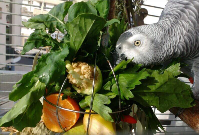 Фрукты и овощи для попугая - обзор от портала wikipet
