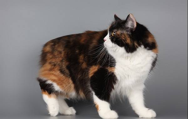 Породы рыжих кошек с фотографиями и названиями пород