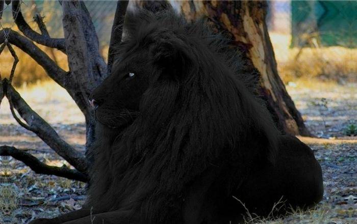 Редкие животные из красной книги. африканский лев - хвастунишка
 - 5 февраля
 - 43412071238 - медиаплатформа миртесен
