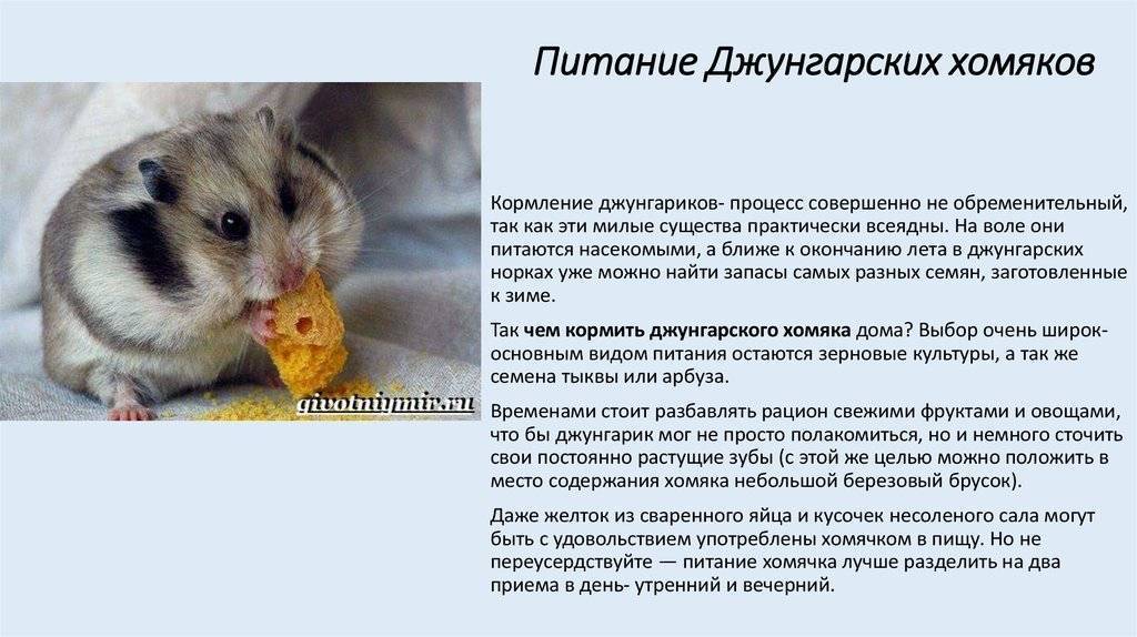 Чем кормить домашних крыс. список разрешенных и запретных продуктов