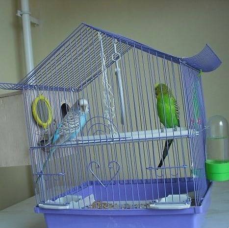 Адаптация дома волнистого попугая после покупки