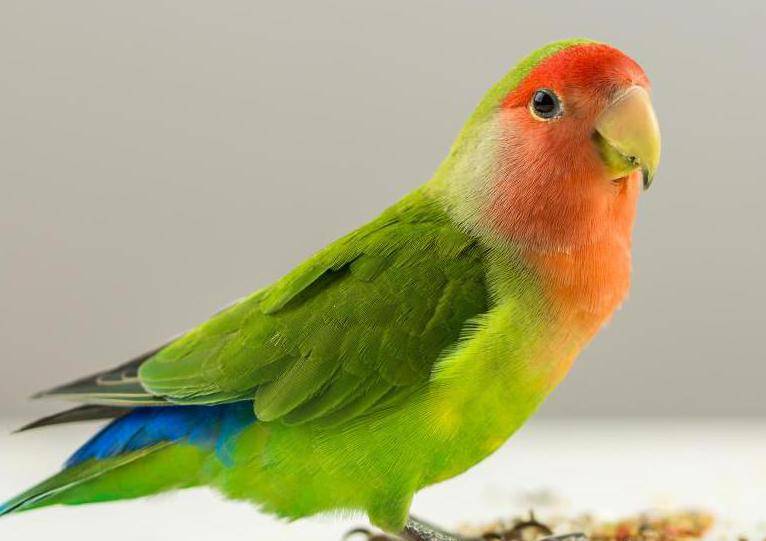 Попугаи неразлучники их особенности и уход | животный мир