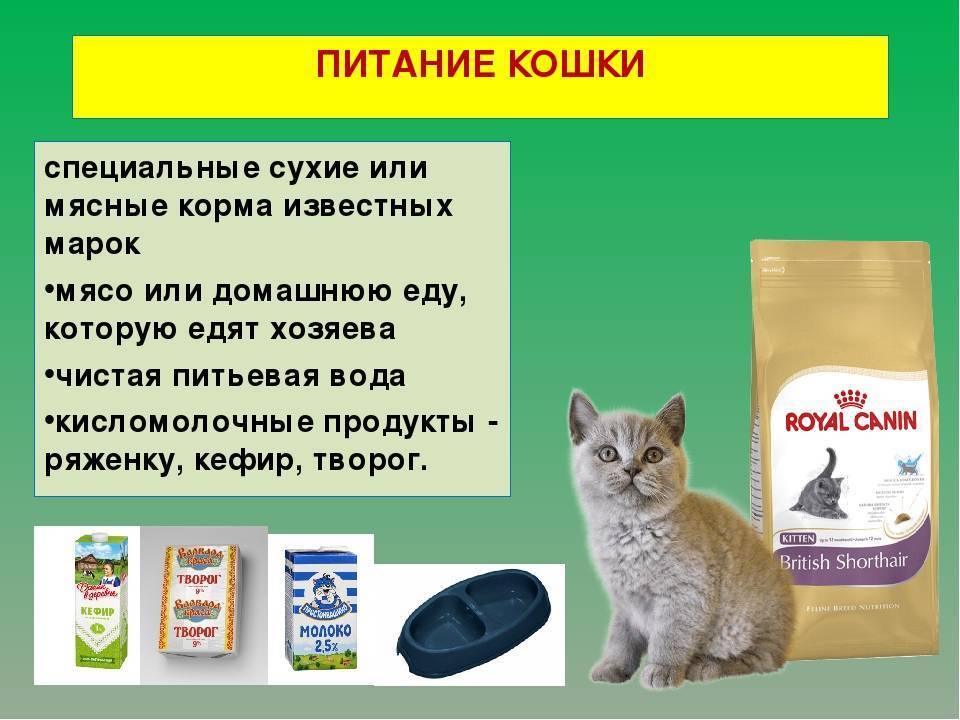 Вреден ли сухой корм для кошек, вред и польза готовых кормов по мнению ветеринаров, рекомендации по кормлению