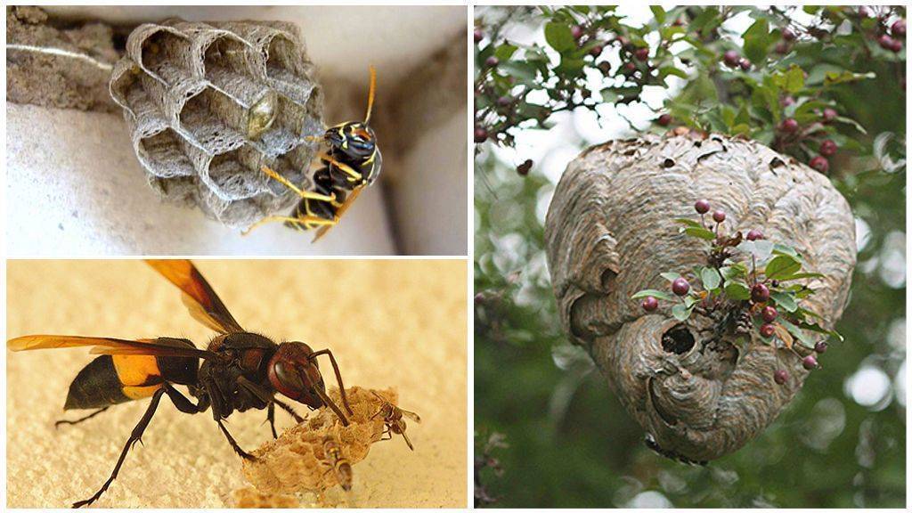 Как уничтожить пчел и выгнать из дома самостоятельно – med-pochtoi.ru