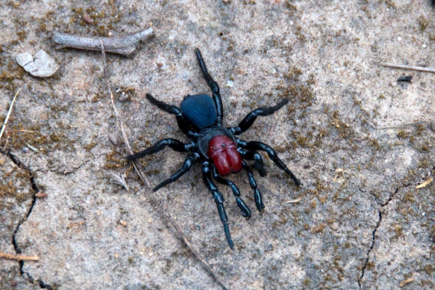 Самые ядовитые пауки в мире, самые опасные пауки - лучшие топ 10