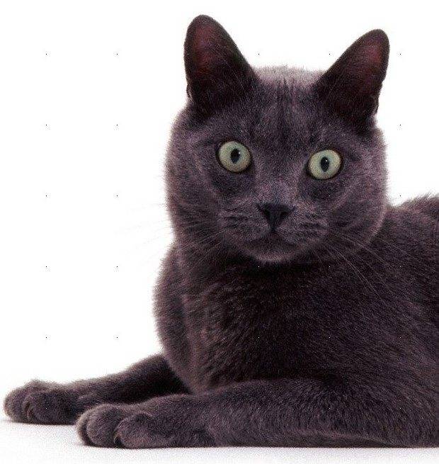 Корат (кошка): описание породы, характер, уход
