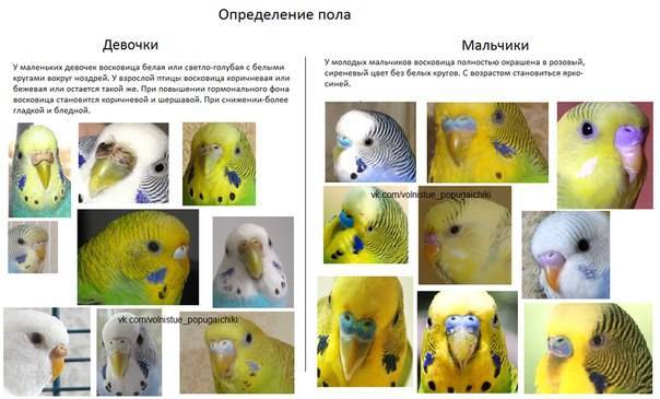 Волнистые попугаи мальчик или девочка. как отличить попугая-мальчика от девочки
