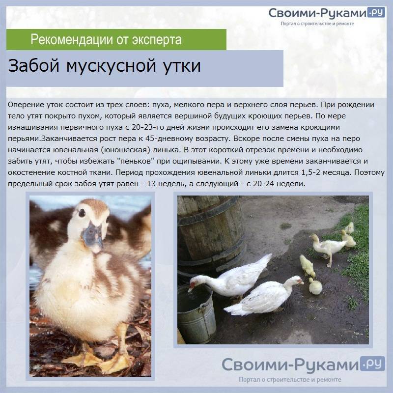 Башкирские утки: разведение, описание и фото :: syl.ru