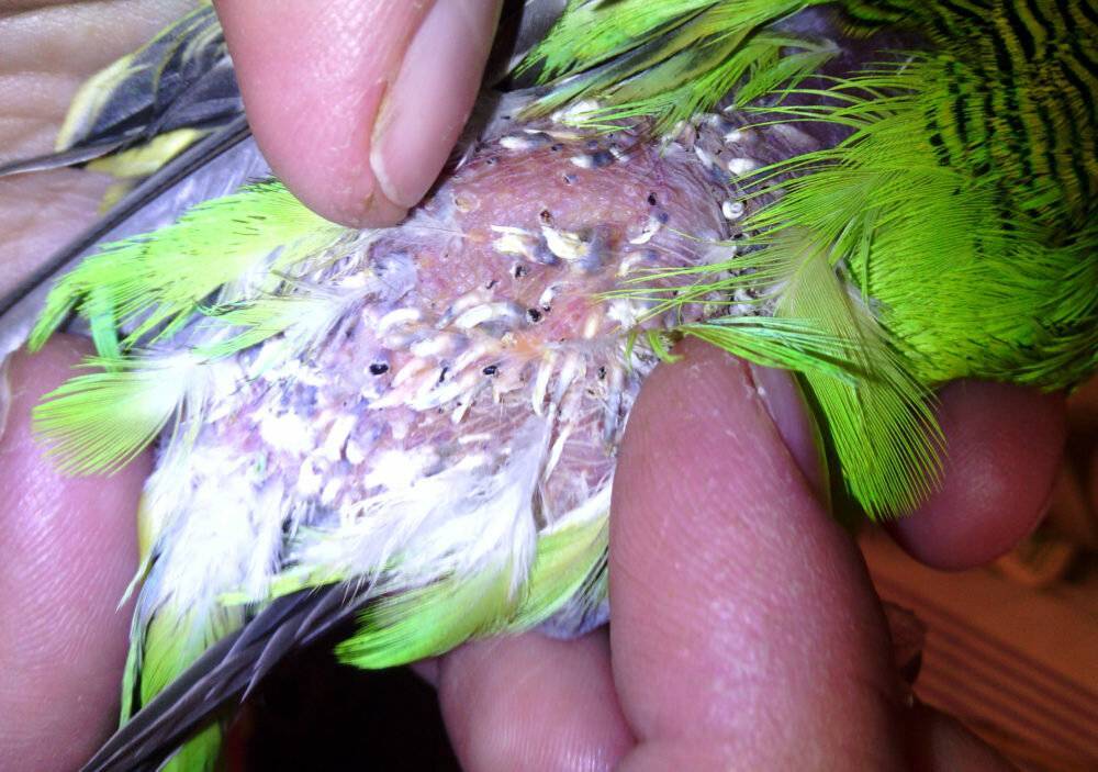 Паразиты у попугая: клещи, блохи, пухопероеды, глисты