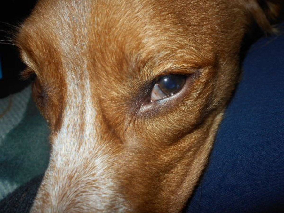 Крапивница у собак и ангионевротический отёк — симптомы и лечение