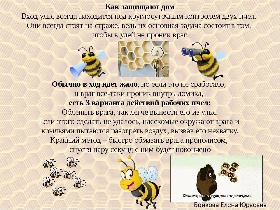Сколько живет рабочая пчела: срок жизни после укуса, что влияет на продолжительность