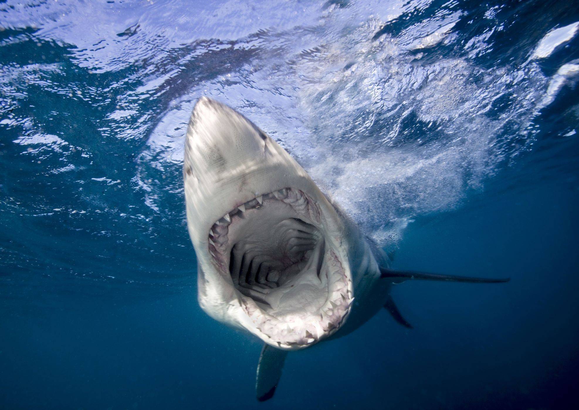 Хит-парад: самые опасные акулы