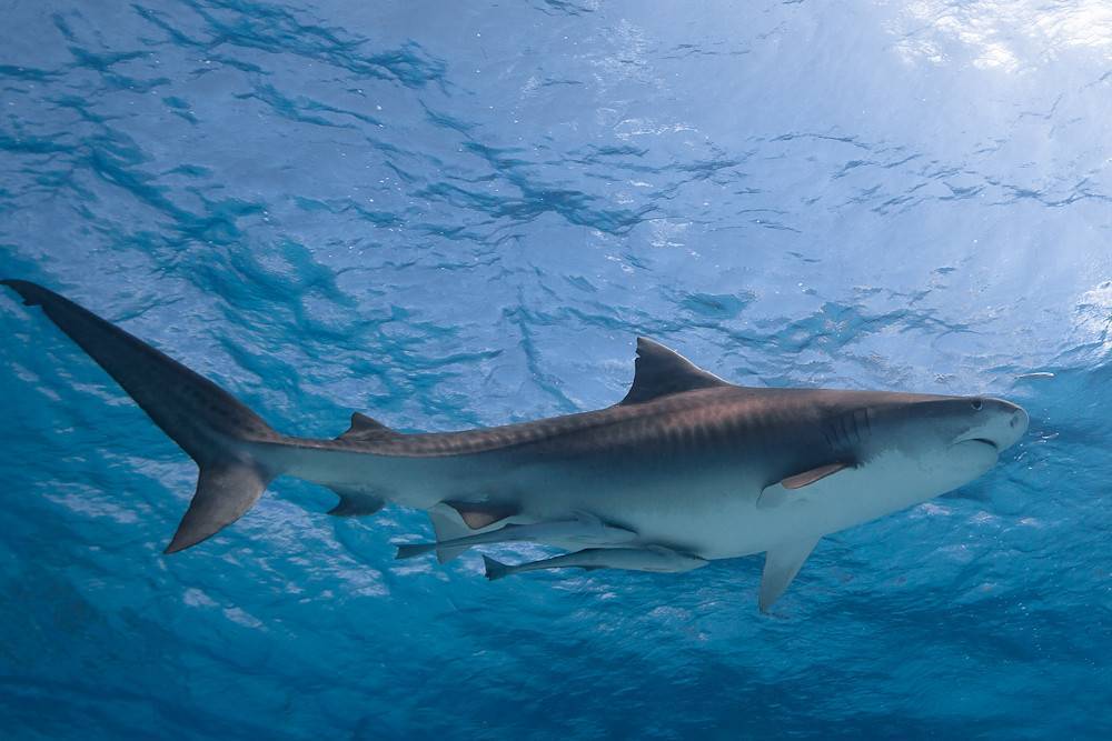 Акула речная – бывают ли пресноводные акулы?