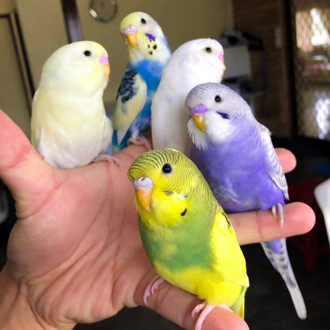 Как выбрать попугая для дома - советы и особенности содержания птиц