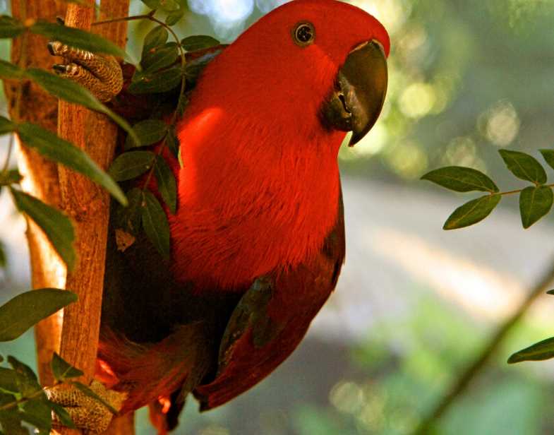 Благородный зелёно-красный попугай (eclectus roratus) - животные и природа