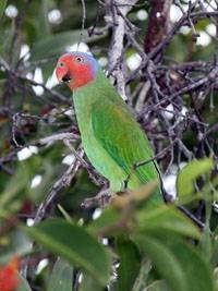 Разновидности волнистых попугайчиков: необычные окрасы, фото