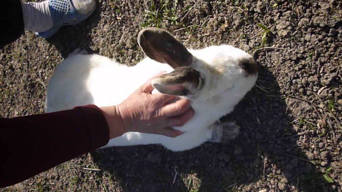 Диарея у кролика | кролик дома