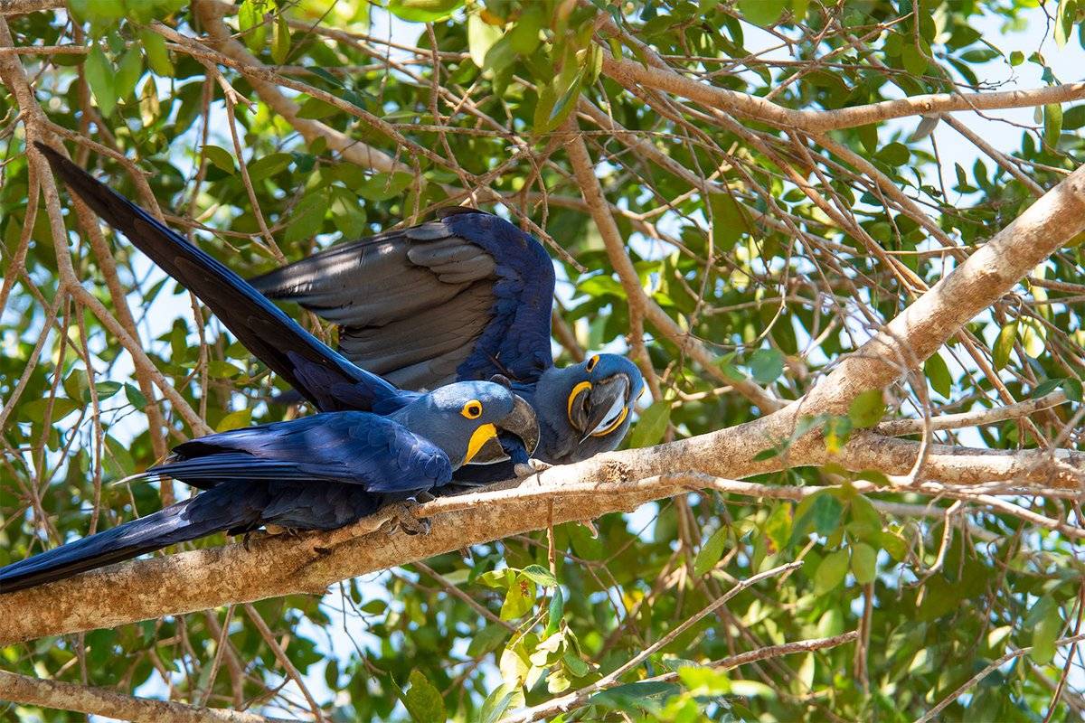 Шикарный попугай гиацинтовый ара