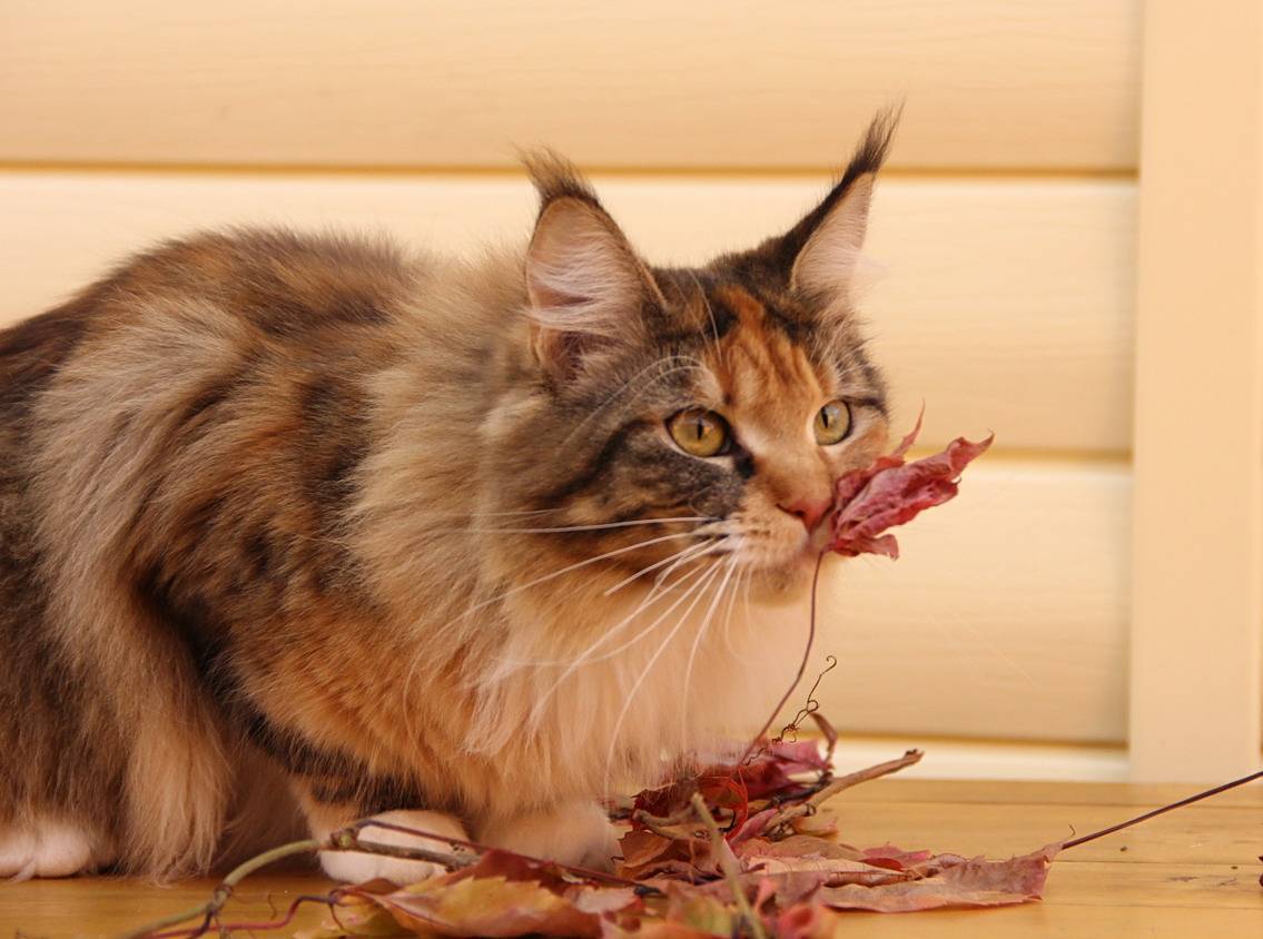 Чем кормить котенка мейн-куна: от 1 месяца до года, натуральный рацион или промышленные корма, витамины, добавки