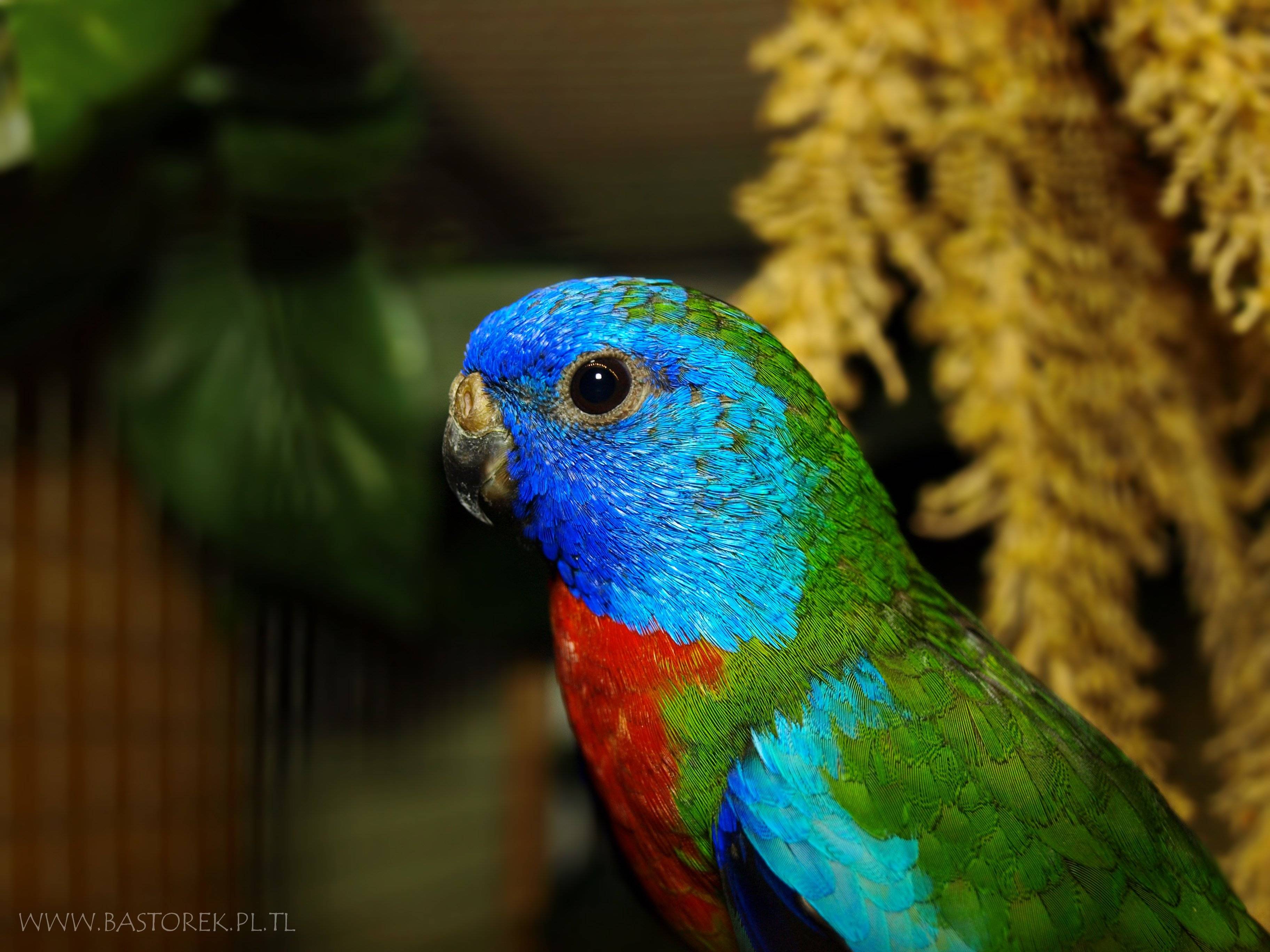 Травяной попугай: виды, содержание в домашних условиях