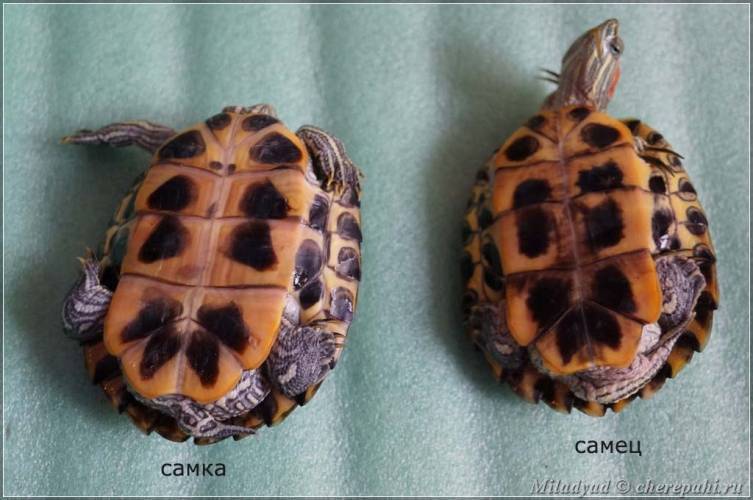 Как определить пол красноухой черепахи: способы отличить самца от самки