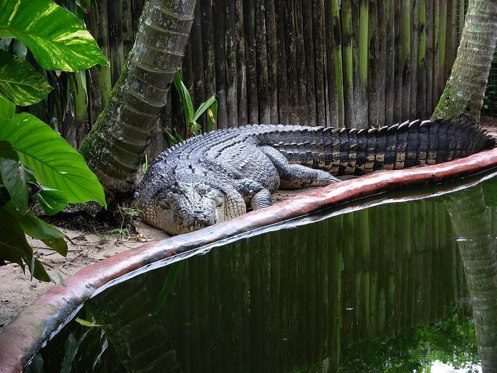 Самые большие крокодилы в мире: топ-10