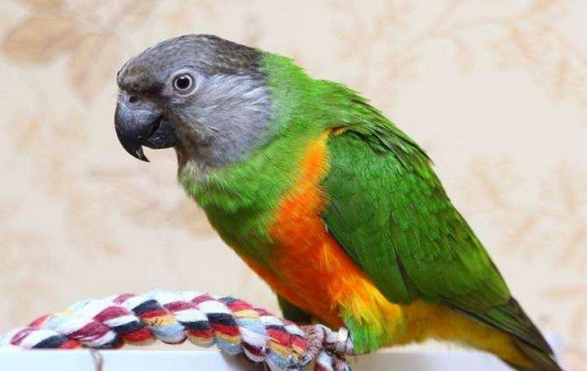 Внешний вид и особенности сенегальского попугая