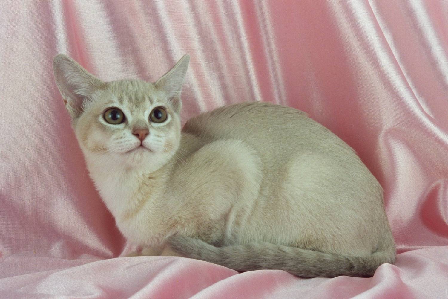 Бурмилла (44 фото): описание характера короткошерстных и длинношерстных кошек породы бурмилла, особенности котов рыжего и другого окраса