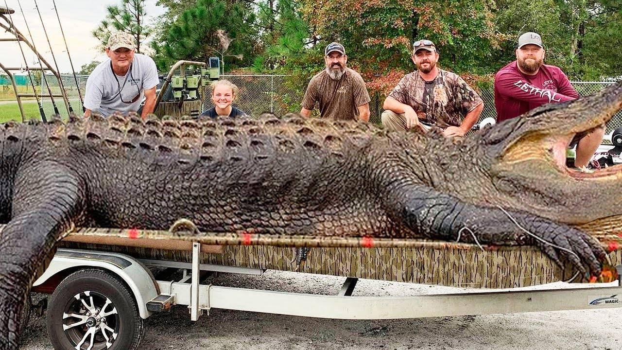 Самые большие крокодилы в мире