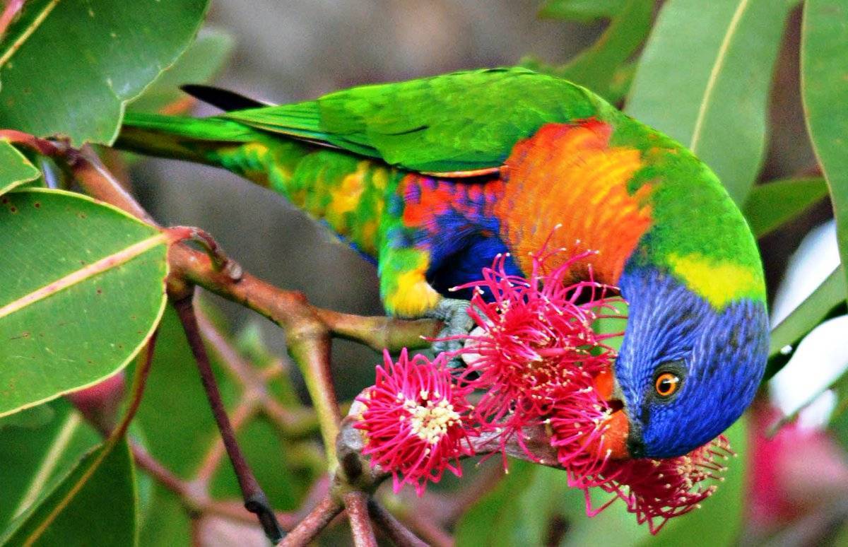 Австралийский попугай лори с кисточкой на языке