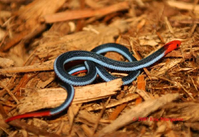 Убийственная красота: 14 гипнотических фотографий змей, необъяснимо привлекательных и при этом ужасно опасных