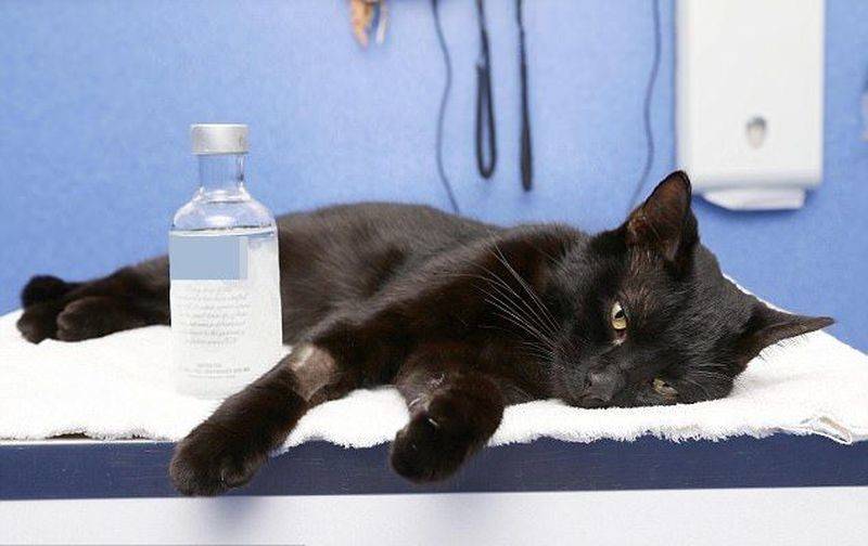 Что делать при отравлении кошки? симптомы и правильная помощь