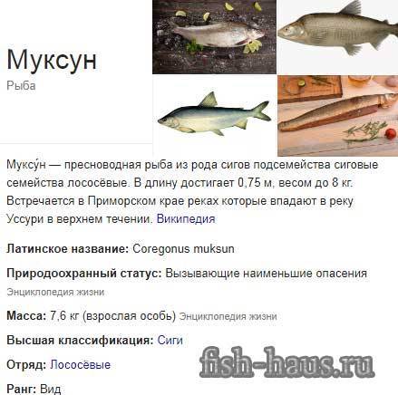 Рыба муксун фото и описание