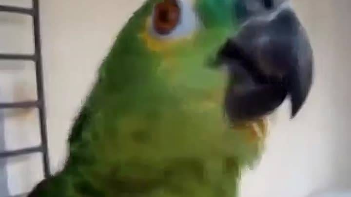 Лучшие породы говорящих попугаев