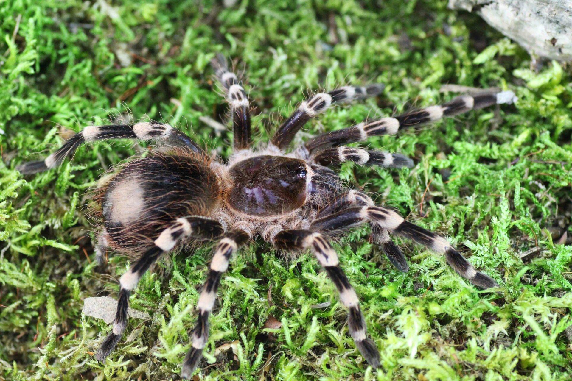 Acanthoscurria geniculata: внешний вид, особенности содержания и опасность укуса паука
