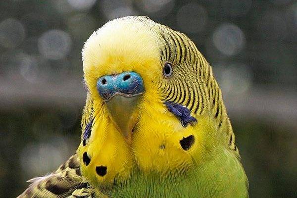 Нарост на клюве у волнистого попугая: причины и лечение