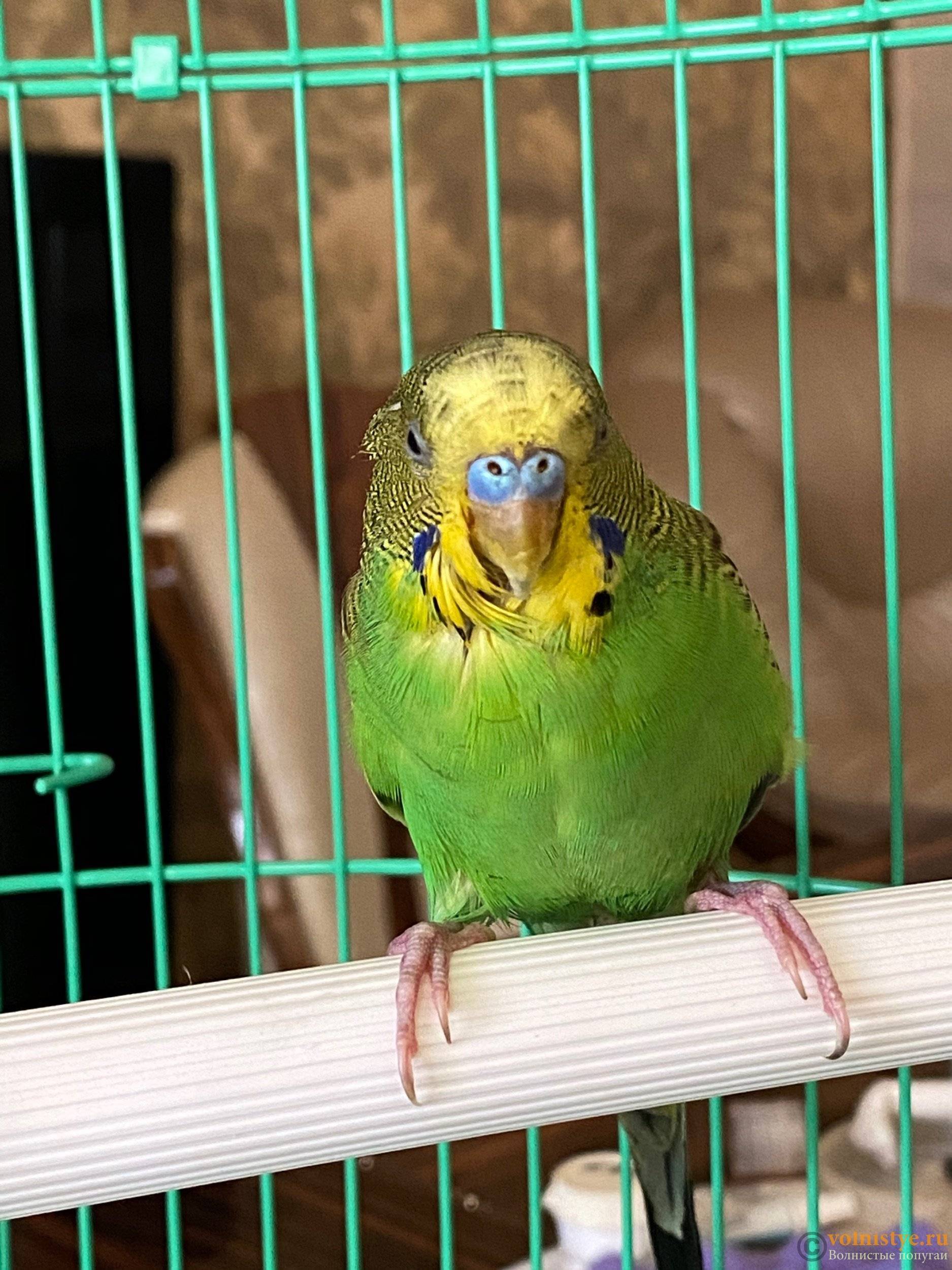 Волнистый попугайчик. уход, содержание и кормление – ветеринарные клиники ушихвост, полный спектр услуг для животных.