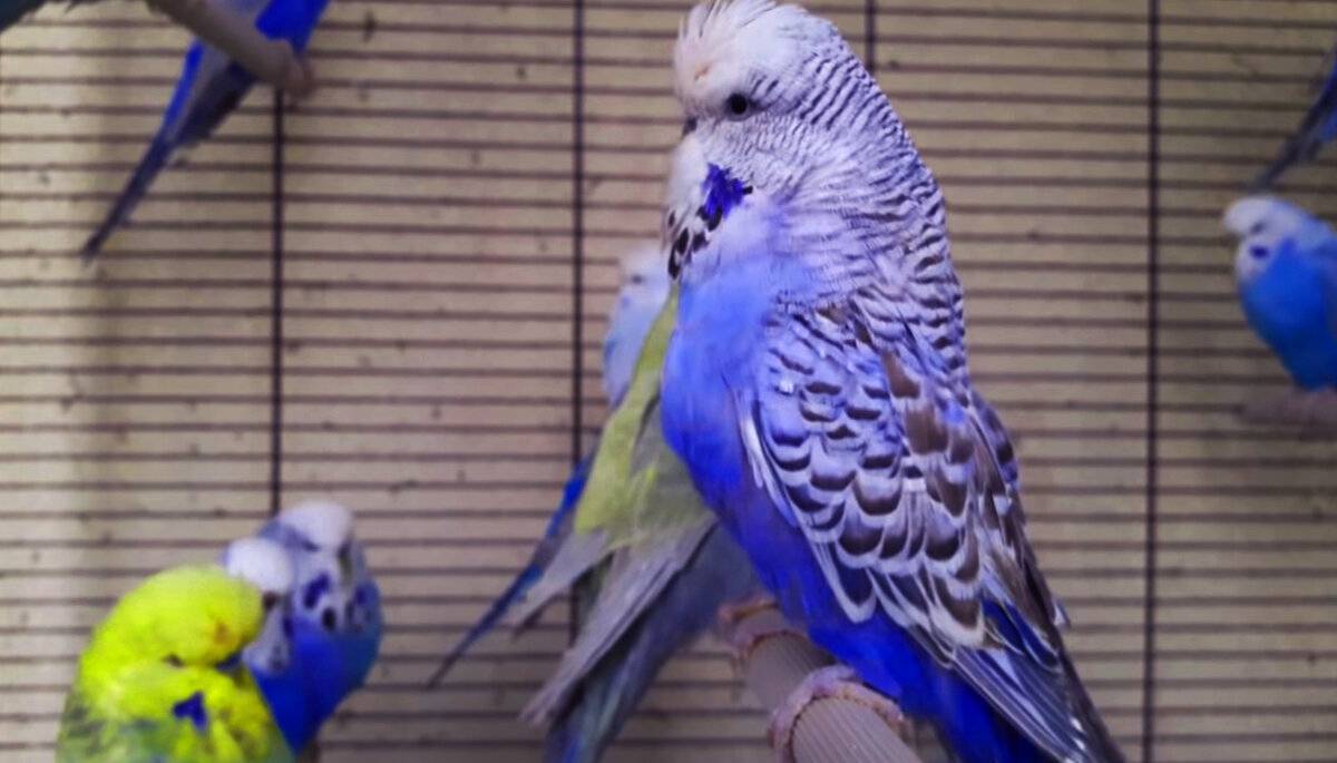 Как научить волнистого попугая говорить? | наши птички